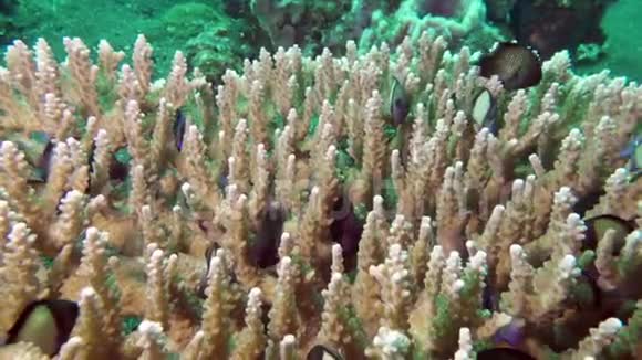 一群热带小五彩鱼在礁石上寻找食物在寻找食物令人惊叹美丽视频的预览图
