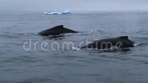 鲸鱼在海浪中迅速游动安德列夫视频的预览图