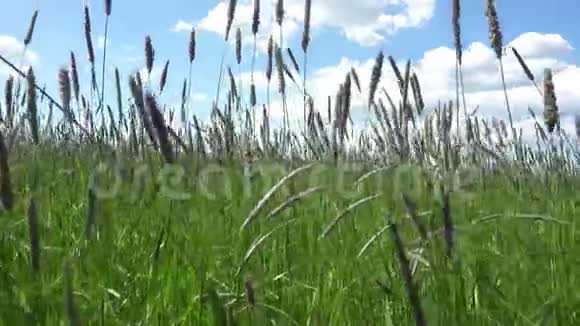 提摩太草地草地草地草地移动到夏季阳光明媚的一天4K视频的预览图