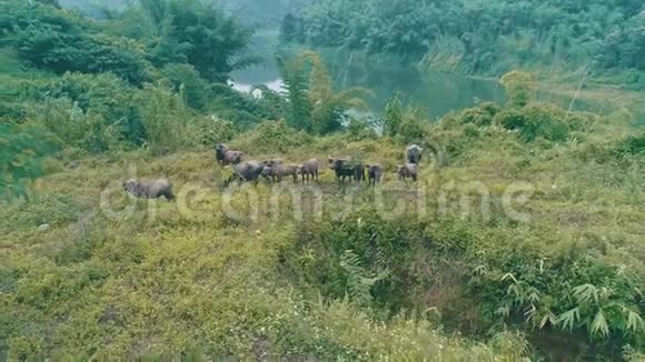 美丽绿色的清莱河畔水牛群的鸟瞰图视频的预览图