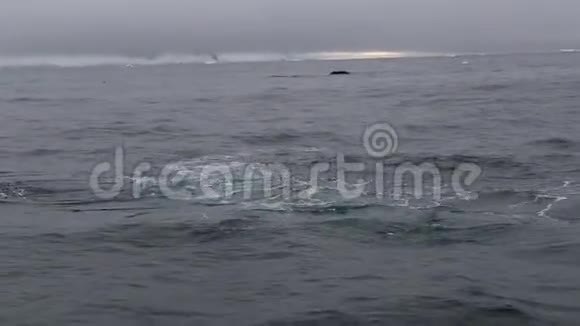 一群鲸鱼张开嘴出现安德列夫视频的预览图