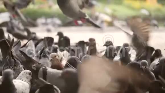 奔跑的男孩害怕鸽子他们飞走在城市公园特写高清慢镜头180P视频的预览图