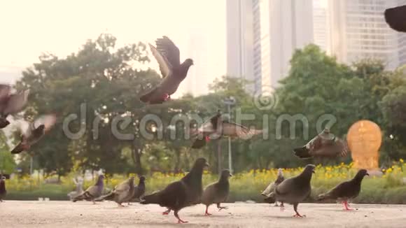 害怕的鸽子在城市公园里飞走了高清180p慢速运动视频的预览图