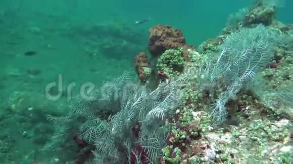 水下拍摄海星美妙美丽的水下世界与珊瑚和热带鱼坚硬柔软的珊瑚视频的预览图