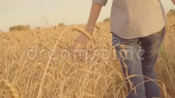 年轻女子走在金色的田野里摸着麦穗阳光慢节奏视频的预览图