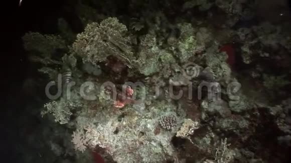 赤海海底常见的鱼科视频的预览图