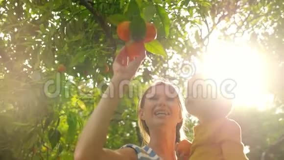 小儿子在手上妈妈在橘子园的树枝上收获水果视频的预览图