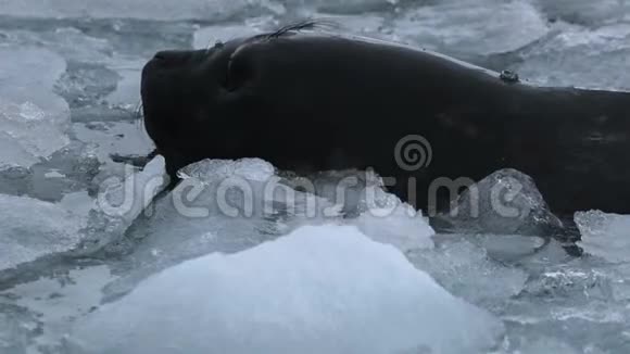 海豹的头从水中冒出来安德列夫视频的预览图