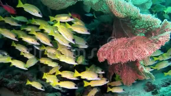 马尔代夫海底背景下的亮黄色露西亚鱼视频的预览图