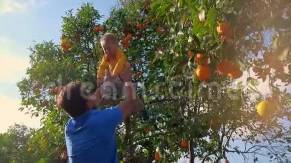 父亲在水果园呕吐儿子爸爸和儿子在橘子园玩视频的预览图