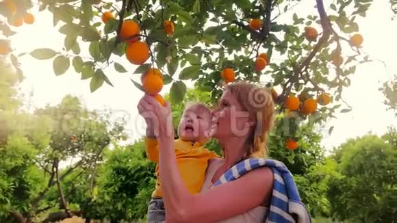 年轻的妈妈手里拿着儿子在橘子园收获水果果林视频的预览图