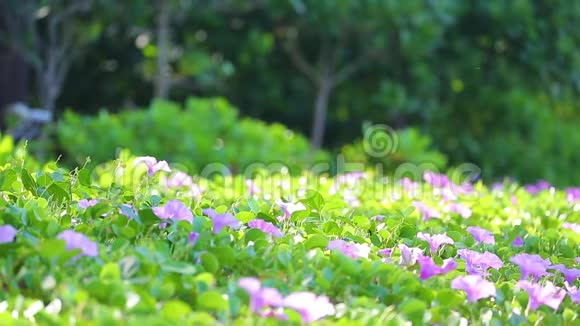 Goata他的脚是微风或沙滩牵牛花视频的预览图