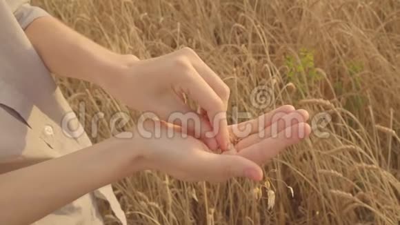 女农民检查小麦作物金色麦田阳光慢节奏视频的预览图