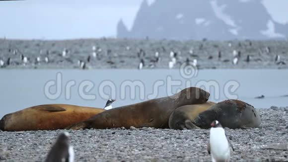 海豹被一群企鹅包围着安德列夫视频的预览图