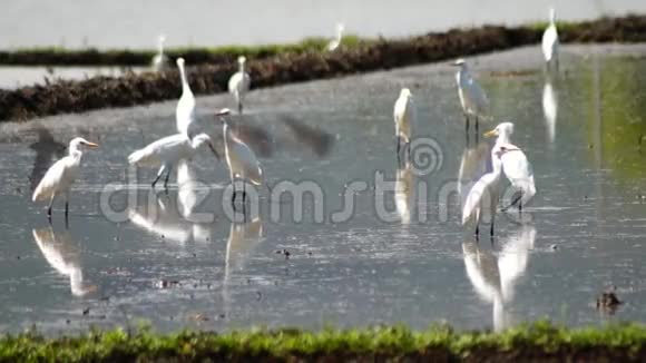 大白鹭在潮湿的稻田里觅食视频的预览图