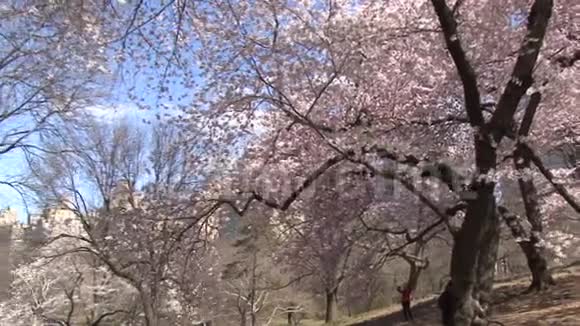 纽约市中央公园春暖花开视频的预览图