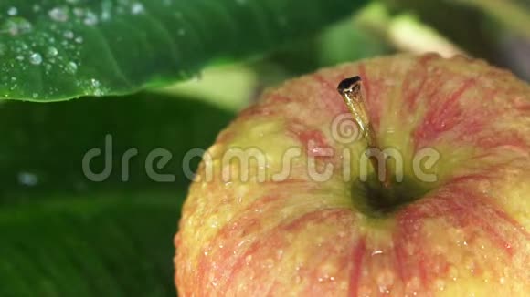 美丽的绿色苹果有水滴视频的预览图