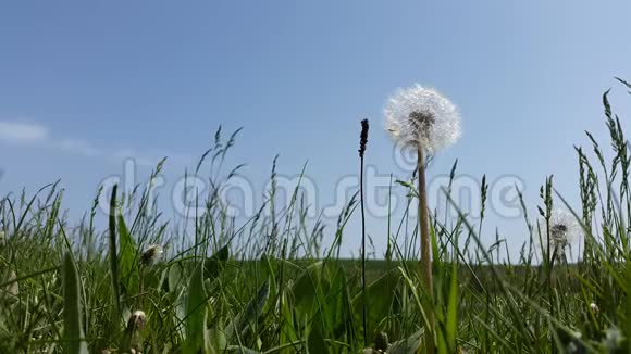 蒲公英在草地上对抗天空视频的预览图