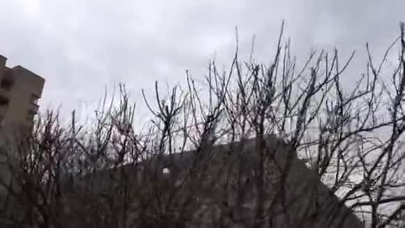无叶树的剪影在深蓝色的天空背景上有花蕾录像没有树叶的树木视频的预览图