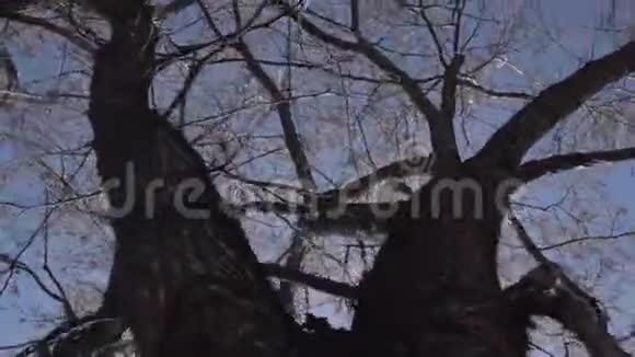 无叶树的剪影在深蓝色的天空背景上有花蕾录像没有树叶的树木视频的预览图