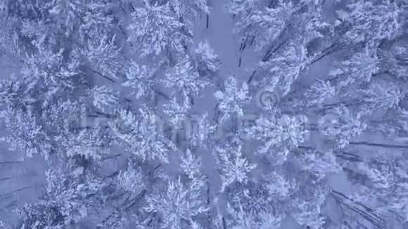 4K超高清摄像机拍摄冬季雪松森林上空的飞行视频的预览图