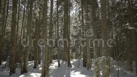 清晨漫步云杉林山里的冬天视频的预览图