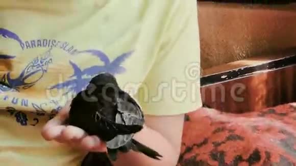 黑马丁的小鸟视频的预览图