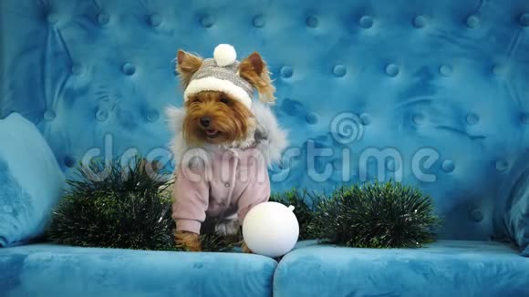 可爱的银狗约克郡梗穿着冬季夹克和帽子视频的预览图