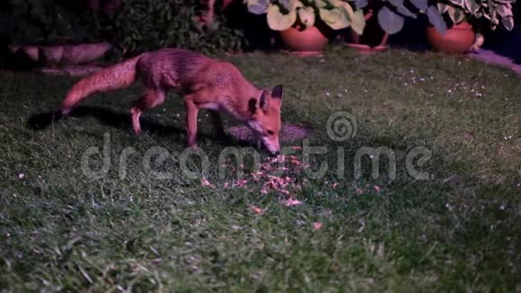 雌性狐狸维森喂食视频的预览图