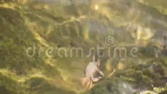 水下小螃蟹特写视频的预览图