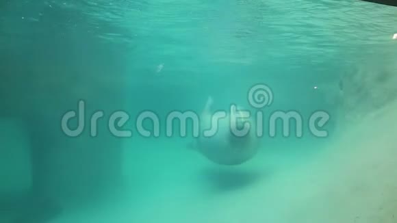 海象游泳的特写镜头视频的预览图