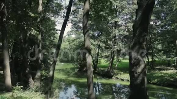 绿林中如画的森林溪流视频的预览图