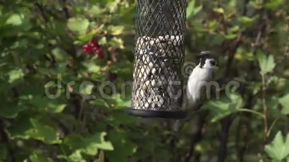 树麻雀在喂鸟器上视频的预览图