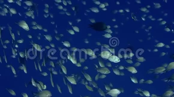 ChromisDamselChromissp在蓝色的水里游泳视频的预览图