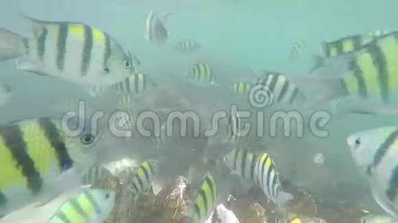 克拉比苏马特兰老虎堡慢动作的许多鱼视频的预览图