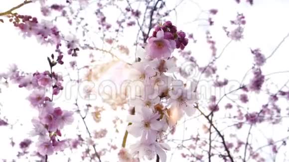 樱花盛开在日本花园阳光耀斑视频的预览图