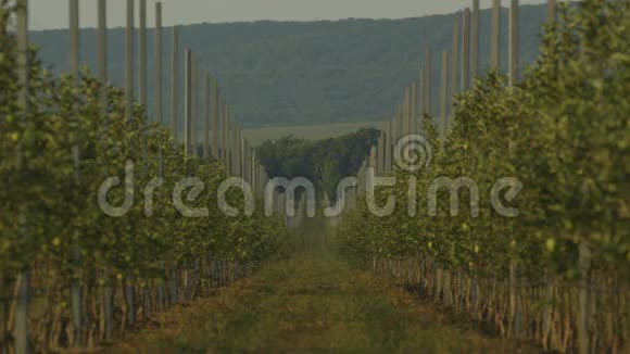 青苹果幼树对植物的一般看法视频的预览图