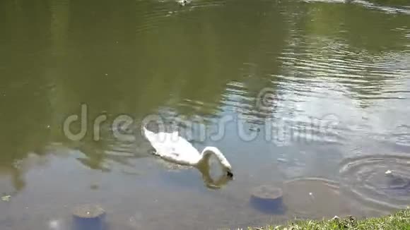 白天鹅在湖上游泳视频的预览图