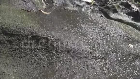 小溪流在苔藓上黑色的石头靠近视频的预览图