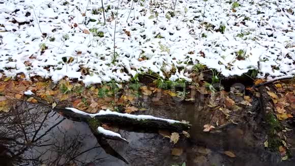 叶浮在水中水洼在秋林中冬初降雪视频的预览图