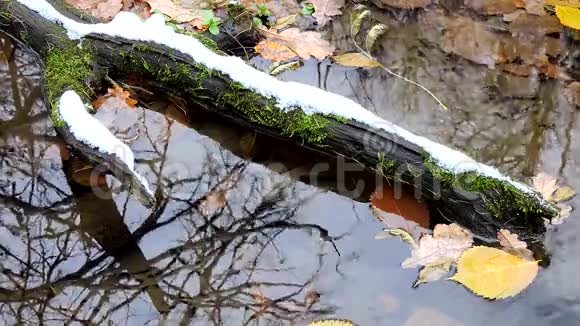黄叶浮在水中水洼在秋林中冬初降雪视频的预览图