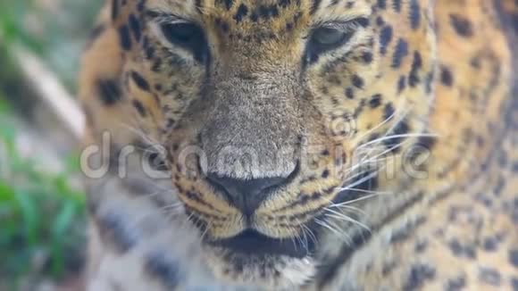一只眼睛黑虎或豹或猎豹生活在绿色草原上视频的预览图
