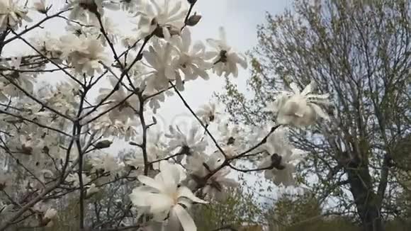 白玉兰在城市公园开花微风晴天视频的预览图