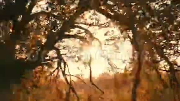 日落时分秋天的森林从汽车的车窗里视频的预览图