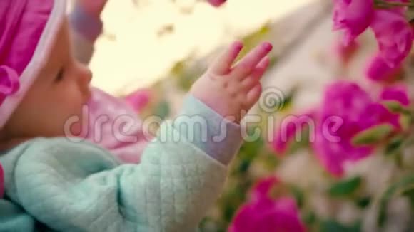 小女孩触摸花园里盛开的野玫瑰上的手芽和枝条视频的预览图