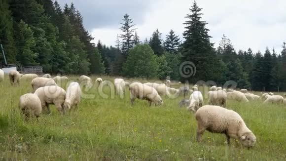 绿野上的一群羊视频的预览图