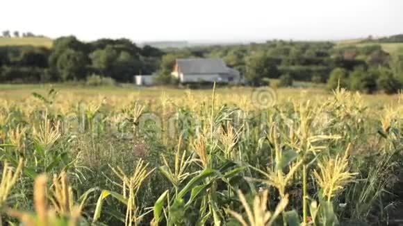 美丽的风景与玉米地和农民的家庭背景视频的预览图