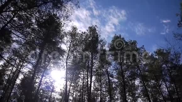 松树的皇冠视频的预览图