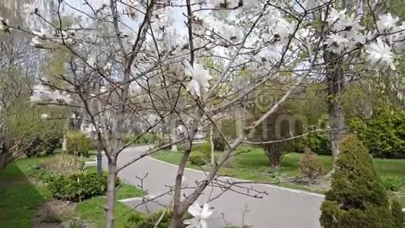 白玉兰在城市公园开花微风晴天视频的预览图