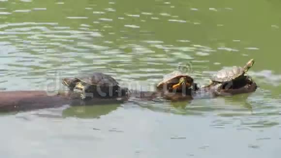 海龟掉下来爬在漂浮的树枝上视频的预览图